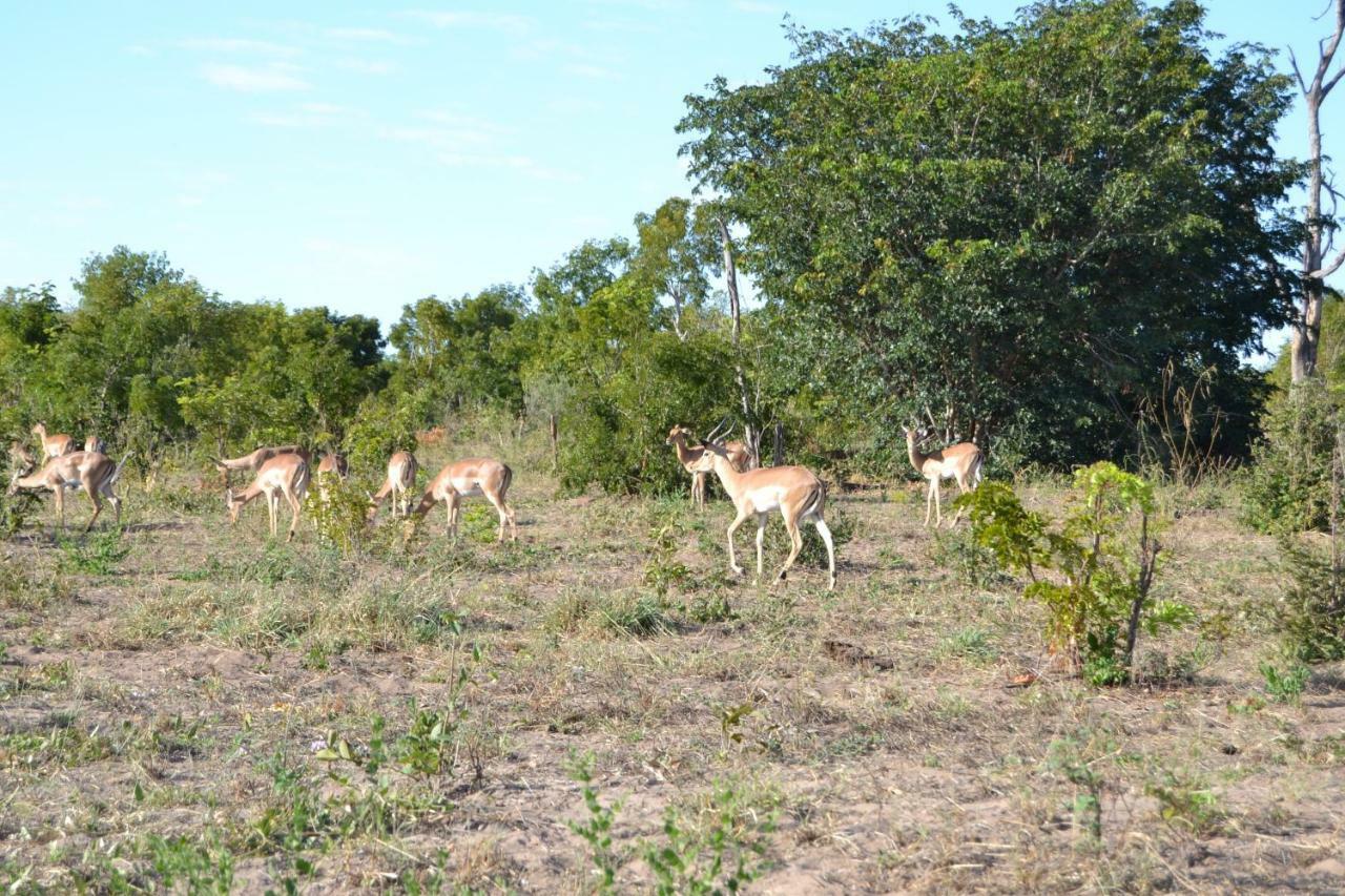 Chobe Sunset Chalets Lesoma Ngoại thất bức ảnh