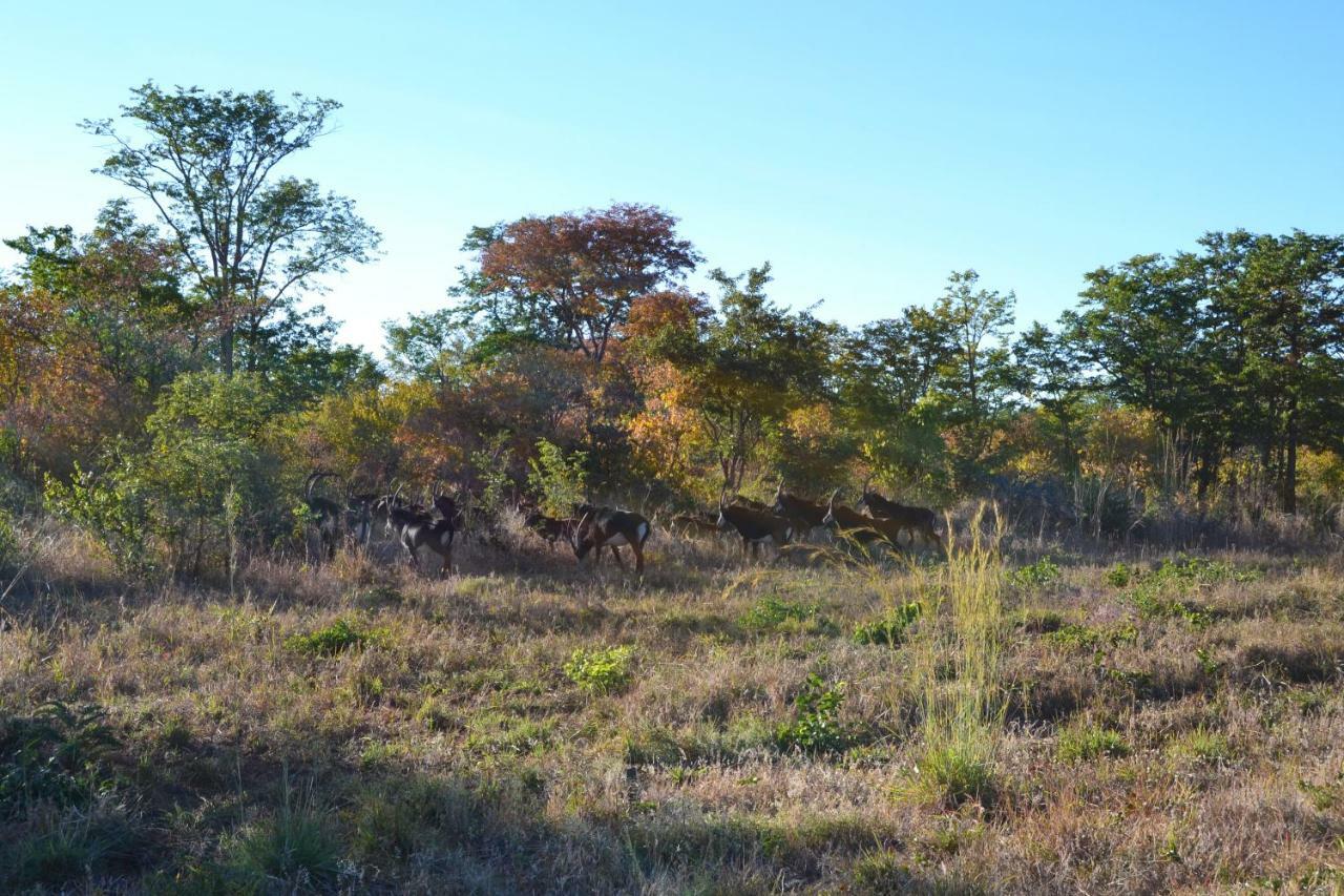 Chobe Sunset Chalets Lesoma Ngoại thất bức ảnh