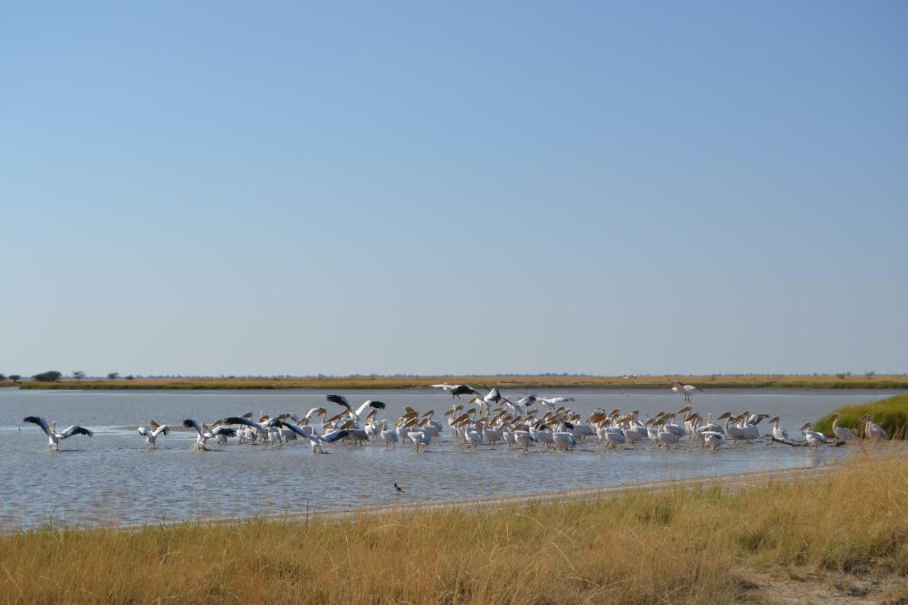 Chobe Sunset Chalets Lesoma Ngoại thất bức ảnh