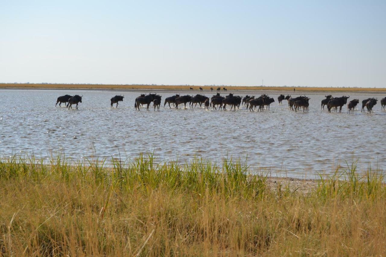 Chobe Sunset Chalets Lesoma Ngoại thất bức ảnh